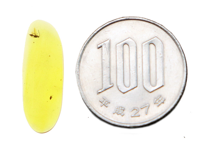 クリアーな基質に、双翅目昆虫を鮮明に内包！約1億年前のミャンマー産バーマイト（Burmite）（その7）