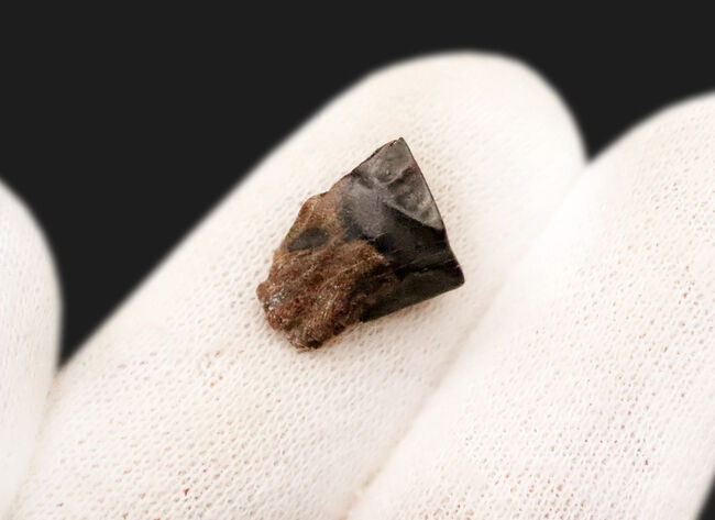 角竜類の最終進化形、トリケラトプス(Triceratops)の歯化石(その2)