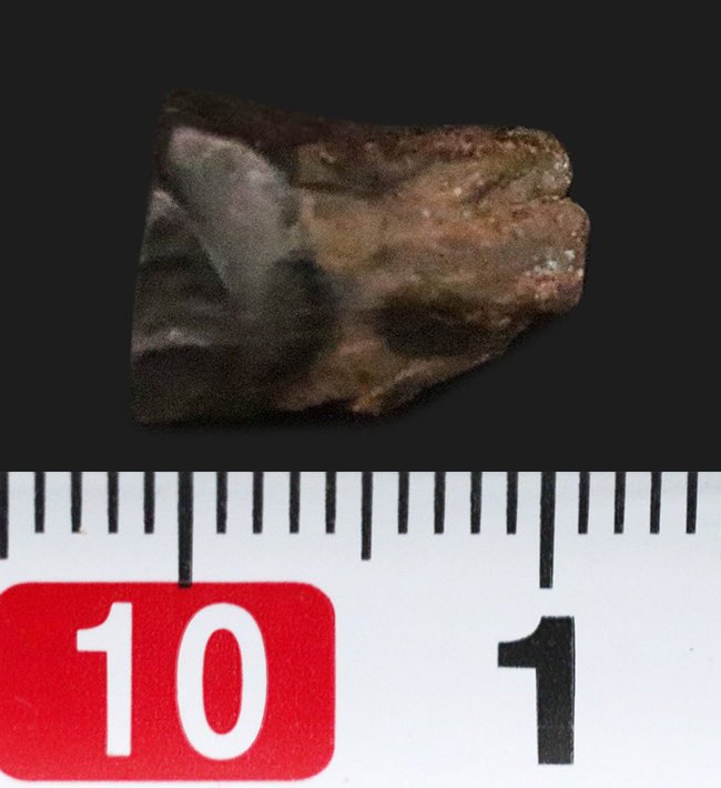 角竜類の最終進化形、トリケラトプス(Triceratops)の歯化石(その4)