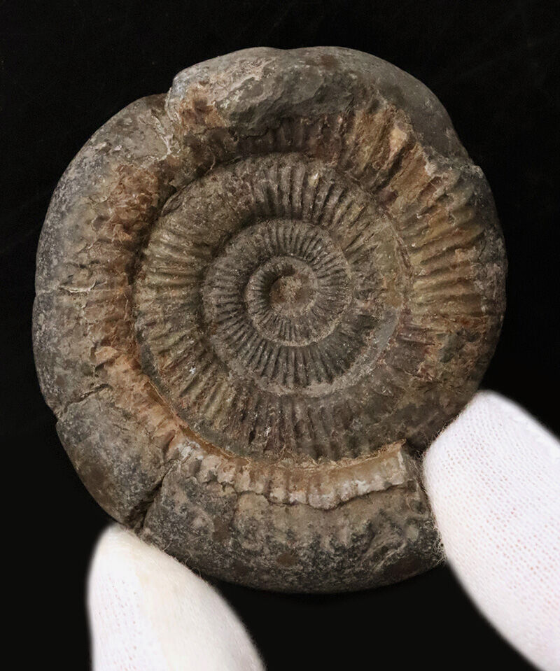 中心までくっきり浮き立つ美品！立体感も残された、ジュラ紀を代表するアンモナイト「ダクチリオセラス（Dactylioceras）」（その2）