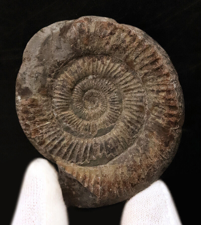 中心までくっきり浮き立つ美品！立体感も残された、ジュラ紀を代表するアンモナイト「ダクチリオセラス（Dactylioceras）」（その3）