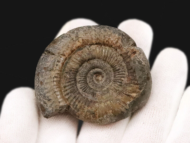 中心までくっきり浮き立つ美品！立体感も残された、ジュラ紀を代表するアンモナイト「ダクチリオセラス（Dactylioceras）」（その4）