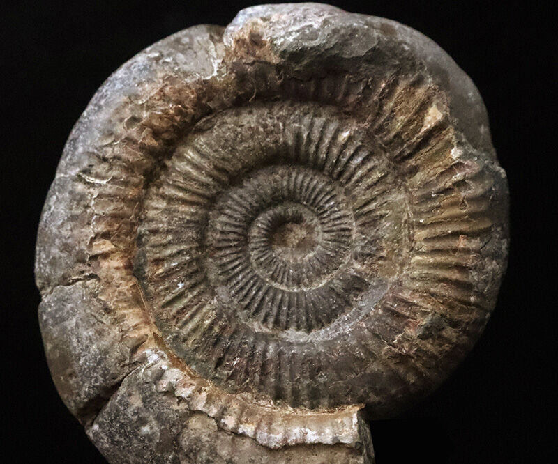 中心までくっきり浮き立つ美品！立体感も残された、ジュラ紀を代表するアンモナイト「ダクチリオセラス（Dactylioceras）」（その5）
