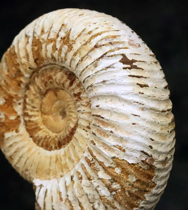 大きなアンモナイト　化石　ペリスフィンクテス 大きなアンモナイト 化石 ペリスフィンクテス ペリスフィンク