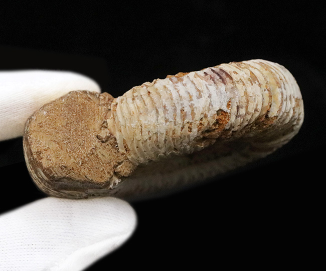 良形！マダガスカル産のジュラ紀のアンモナイト、ペリスフィンク