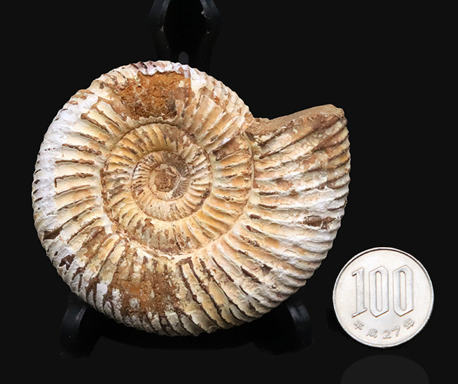 ジュラ紀　アンモナイト Amazon | 【恐竜が生きたジュラ紀の化石】ミニアンモナイト発掘