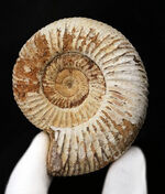 良形！マダガスカル産のジュラ紀のアンモナイト、ペリスフィンクテス（Perisphinctes）