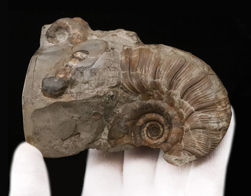 サービスプライス！立体感そのまま！恐竜時代の海に思いを馳せる、母岩付き北海道産アンモナイト（Ammonite）化石（その2）