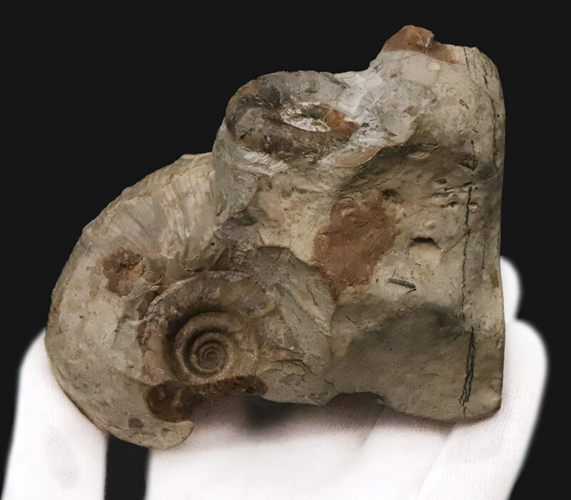 サービスプライス！立体感そのまま！恐竜時代の海に思いを馳せる、母岩付き北海道産アンモナイト（Ammonite）化石（その4）