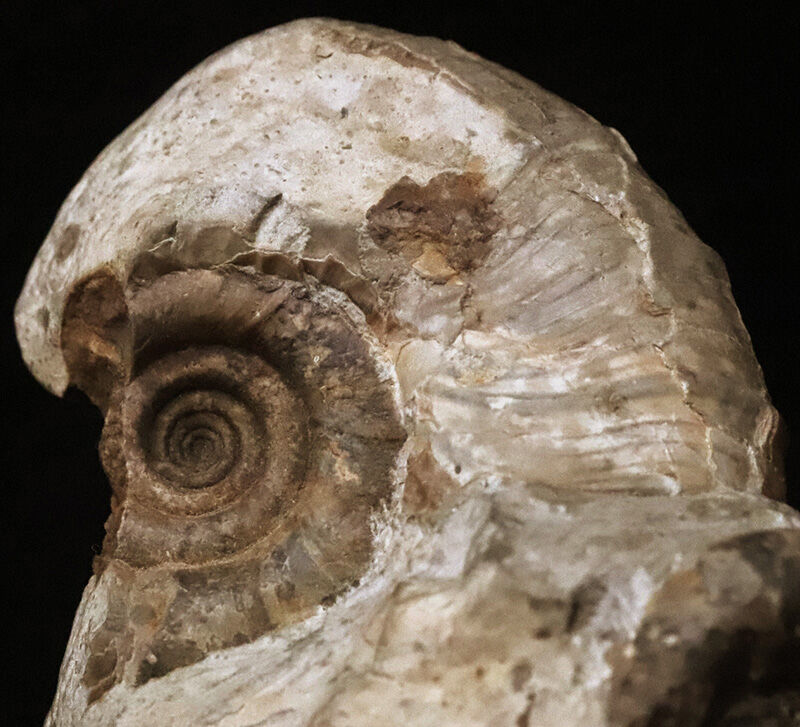 サービスプライス！立体感そのまま！恐竜時代の海に思いを馳せる、母岩付き北海道産アンモナイト（Ammonite）化石（その5）