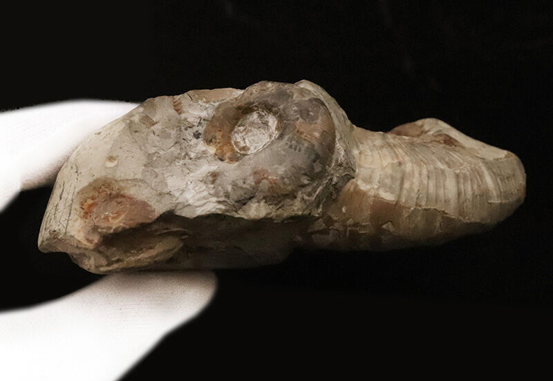 サービスプライス！立体感そのまま！恐竜時代の海に思いを馳せる、母岩付き北海道産アンモナイト（Ammonite）化石（その6）