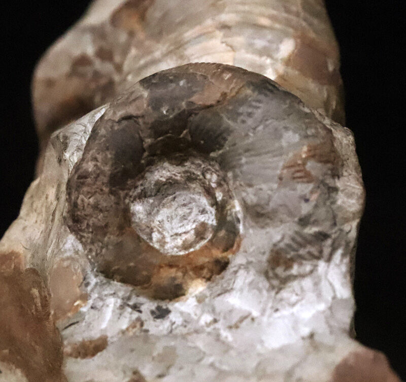 サービスプライス！立体感そのまま！恐竜時代の海に思いを馳せる、母岩付き北海道産アンモナイト（Ammonite）化石（その7）