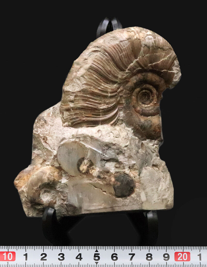 サービスプライス！立体感そのまま！恐竜時代の海に思いを馳せる、母岩付き北海道産アンモナイト（Ammonite）化石（その8）