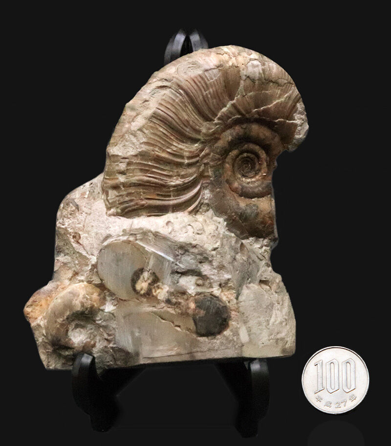 サービスプライス！立体感そのまま！恐竜時代の海に思いを馳せる、母岩付き北海道産アンモナイト（Ammonite）化石（その9）