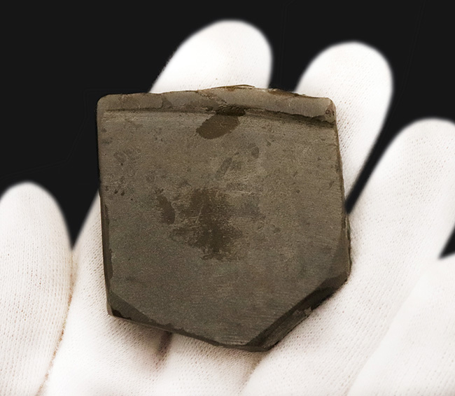 グリーンを中心にオレンジなど、非常に美しい色彩が見られる、生物起源の宝石アンモライト（Ammolite）のピース（その5）