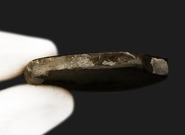 グリーンを中心にオレンジなど、非常に美しい色彩が見られる、生物起源の宝石アンモライト（Ammolite）のピース（その6）