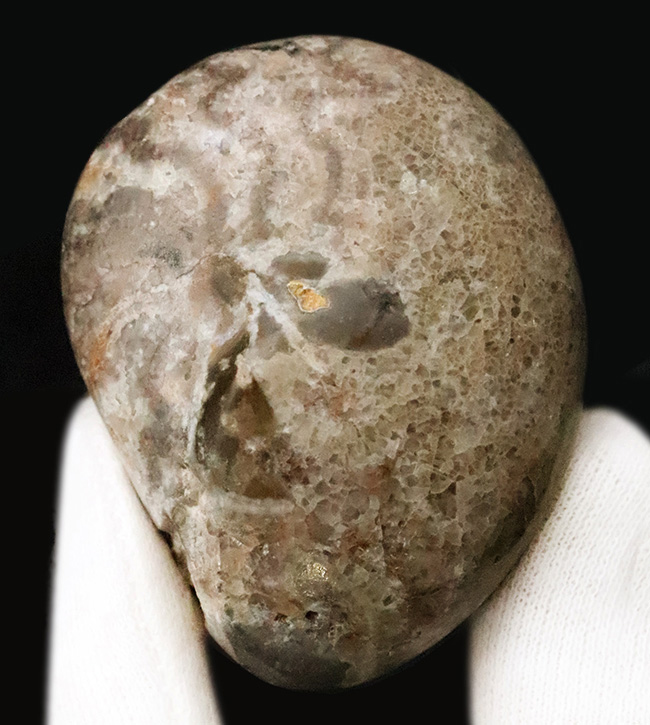 頭足類化石コレクターならぜひ入手しておきたい、マニアックなゴニアタイト・アンジェリ（Goniatites ungeri）（その1）