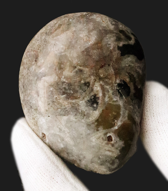 頭足類化石コレクターならぜひ入手しておきたい、マニアックなゴニアタイト・アンジェリ（Goniatites ungeri）（その3）