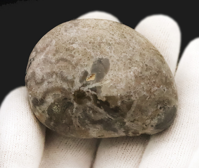 頭足類化石コレクターならぜひ入手しておきたい、マニアックなゴニアタイト・アンジェリ（Goniatites ungeri）（その4）