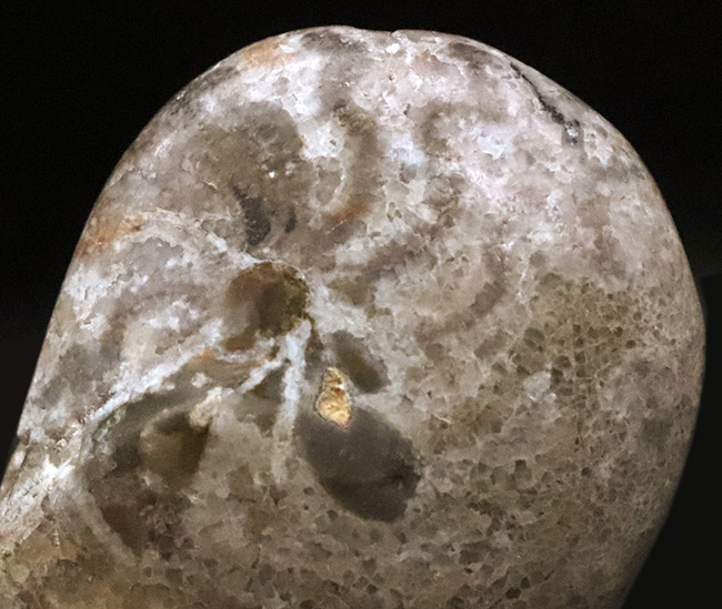 頭足類化石コレクターならぜひ入手しておきたい、マニアックなゴニアタイト・アンジェリ（Goniatites ungeri）（その5）