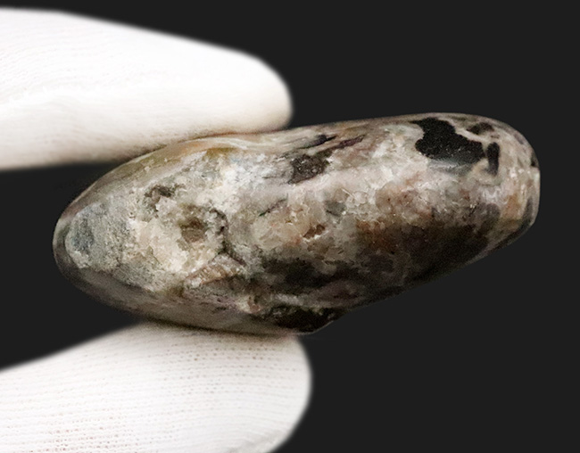 頭足類化石コレクターならぜひ入手しておきたい、マニアックなゴニアタイト・アンジェリ（Goniatites ungeri）（その6）