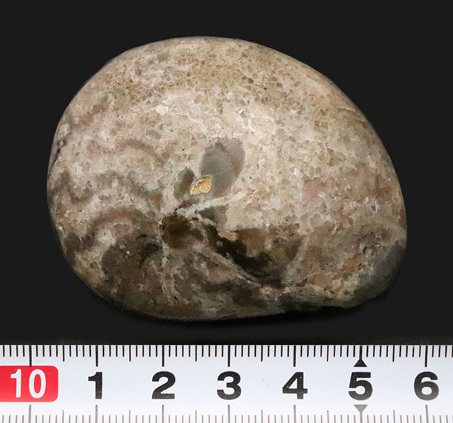 頭足類化石コレクターならぜひ入手しておきたい、マニアックなゴニアタイト・アンジェリ（Goniatites ungeri）（その7）