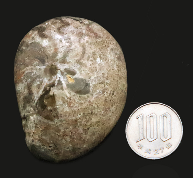 頭足類化石コレクターならぜひ入手しておきたい、マニアックなゴニアタイト・アンジェリ（Goniatites ungeri）（その8）