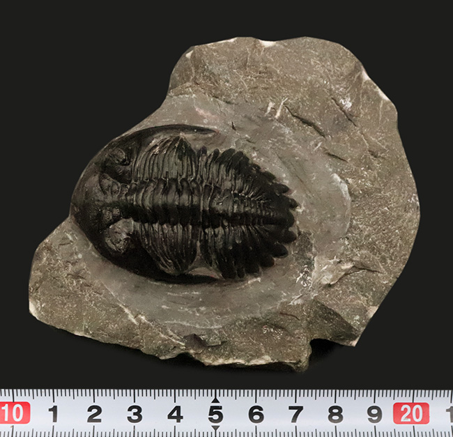 三葉虫モロッコ産⑥ホラルドプスHollardops？化石デボン紀修復跡有り 三葉虫モロッコ産⑥ホラルドプスHollardops？化石デボン紀修復跡有り