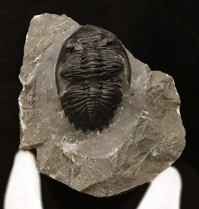 デボン紀の名作三葉虫 … モロッコ産ホラルドプス、精緻な複眼と力強い