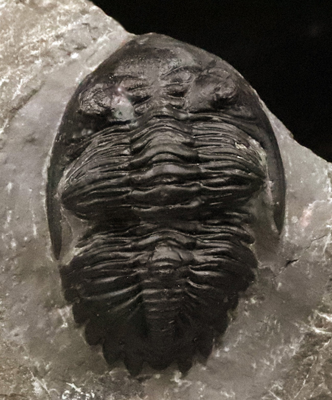 三葉虫モロッコ①ホラドプスhollardops Burtandmimiae 三葉虫モロッコ①ホラドプスhollardops Burtandmimiae 三葉虫モロッコ