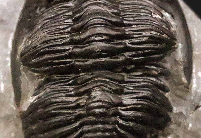 デボン紀の名作三葉虫 … モロッコ産ホラルドプス、精緻な複眼と力強い