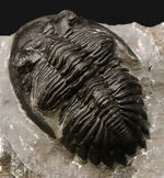 デボン紀の名作三葉虫 … モロッコ産ホラルドプス、精緻な複眼と力強いフリルを備えたコレクターズクラス標本