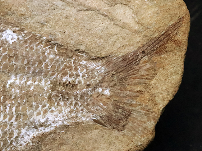 ネガポジ両方揃ったノジュール化石、ほぼ完全保存、特に鱗の保存状態は