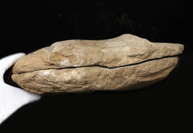 古代魚 タリアス 全身化石 ノジュール 白亜紀 ブラジル産 希少 ネガポジ両方揃ったノジュール化石、ほぼ完全保存、特に鱗の保存状態は
