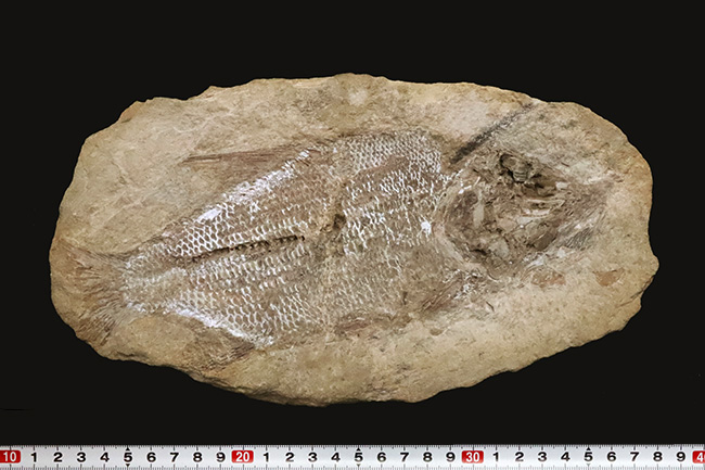 ネガポジ両方揃ったノジュール化石、ほぼ完全保存、特に鱗の保存状態は