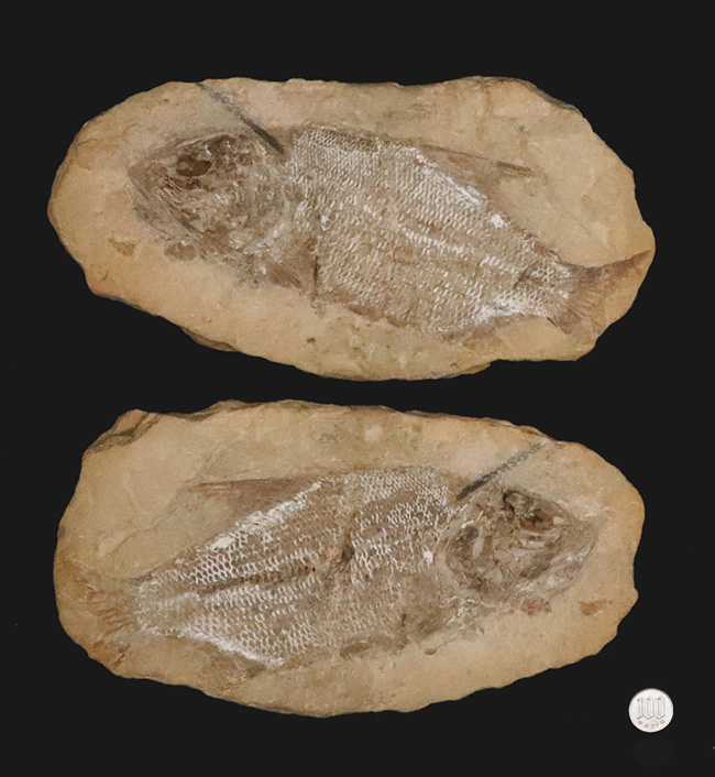 ネガポジ両方揃ったノジュール化石、ほぼ完全保存、特に鱗の保存状態は