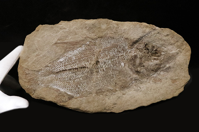 【希少】 魚の化石 ペア 古代魚 ブラジル 古代 インテリア 必見、鱗の保存状態！ネガ・ポジ揃った白亜紀ブラジル産の古代魚