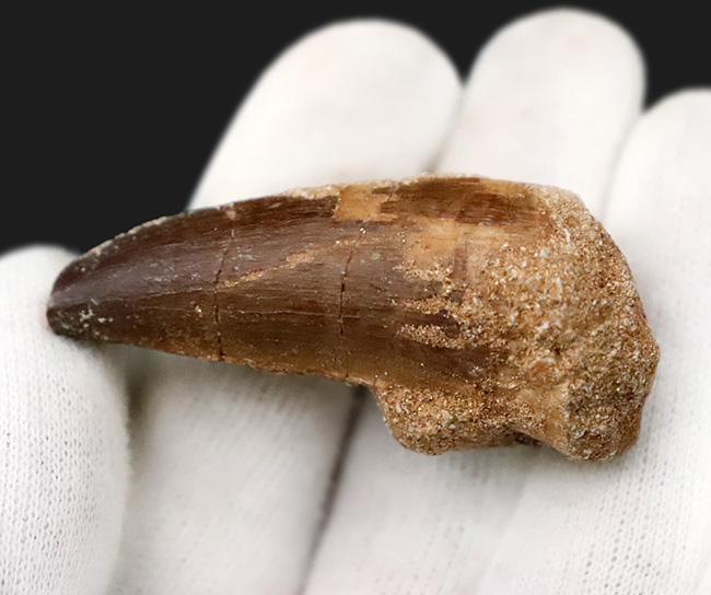 ナチュラル感が魅力、白亜紀後期の海の王者、巨大海生爬虫類、モササウルス（Mosasaurus）の歯化石（その2）