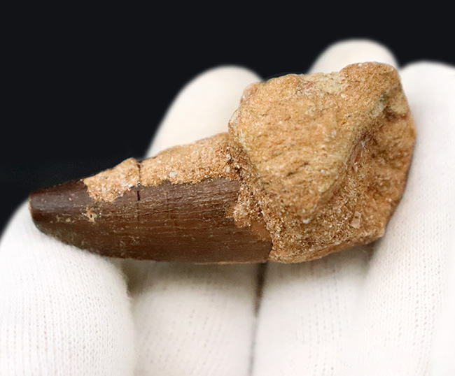 ナチュラル感が魅力、白亜紀後期の海の王者、巨大海生爬虫類、モササウルス（Mosasaurus）の歯化石（その3）