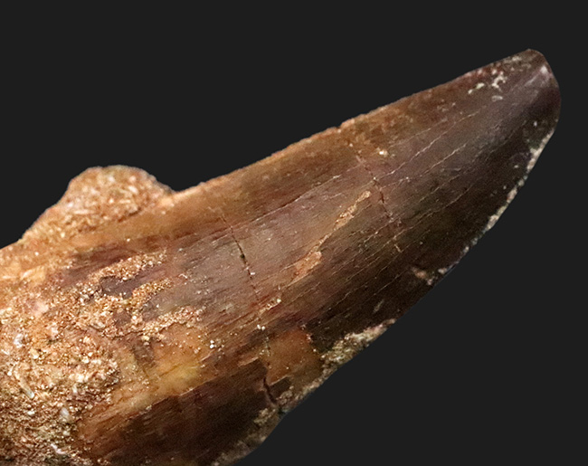 ナチュラル感が魅力、白亜紀後期の海の王者、巨大海生爬虫類、モササウルス（Mosasaurus）の歯化石（その4）