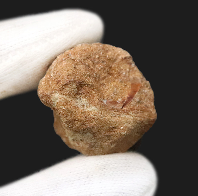 ナチュラル感が魅力、白亜紀後期の海の王者、巨大海生爬虫類、モササウルス（Mosasaurus）の歯化石（その5）