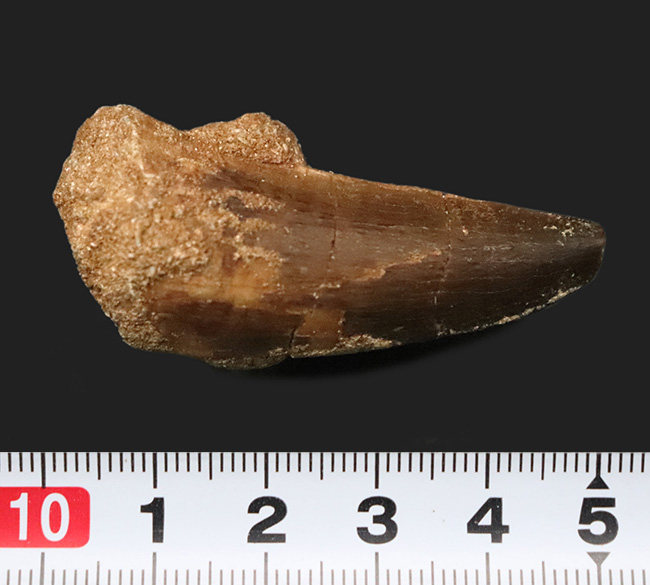 ナチュラル感が魅力、白亜紀後期の海の王者、巨大海生爬虫類、モササウルス（Mosasaurus）の歯化石（その6）