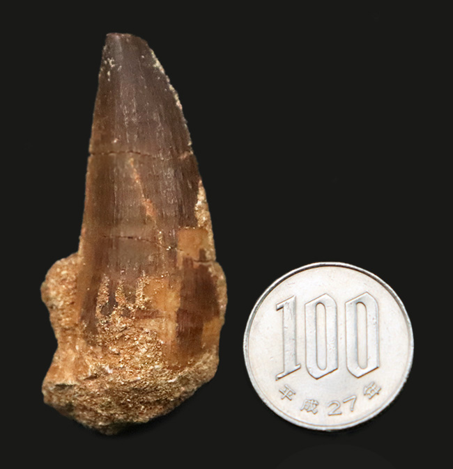 ナチュラル感が魅力、白亜紀後期の海の王者、巨大海生爬虫類、モササウルス（Mosasaurus）の歯化石（その7）