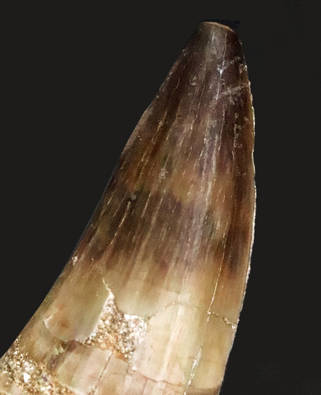 先端まですっと伸びた美しいフォルムが印象的な、モササウルス（Mosasaurus）の歯の化石（その3）