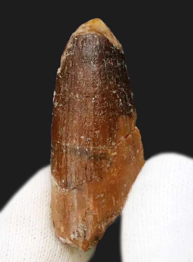 遥か太古のアフリカの湿地帯への窓口……スピノサウルス（Spinosaurus）歯化石（その1）