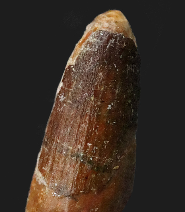 遥か太古のアフリカの湿地帯への窓口……スピノサウルス（Spinosaurus）歯化石（その2）