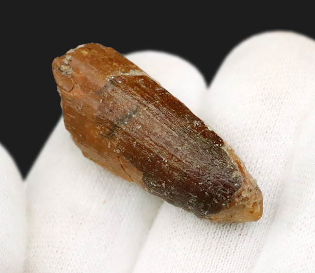 遥か太古のアフリカの湿地帯への窓口……スピノサウルス（Spinosaurus）歯化石（その3）