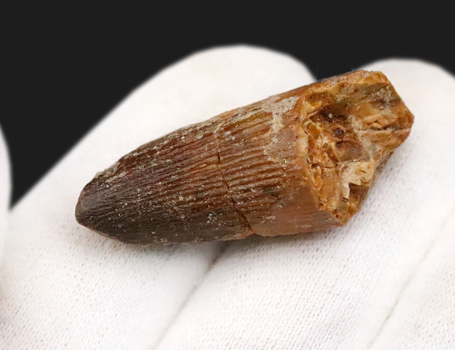 遥か太古のアフリカの湿地帯への窓口……スピノサウルス（Spinosaurus）歯化石（その4）