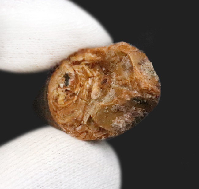 遥か太古のアフリカの湿地帯への窓口……スピノサウルス（Spinosaurus）歯化石（その5）