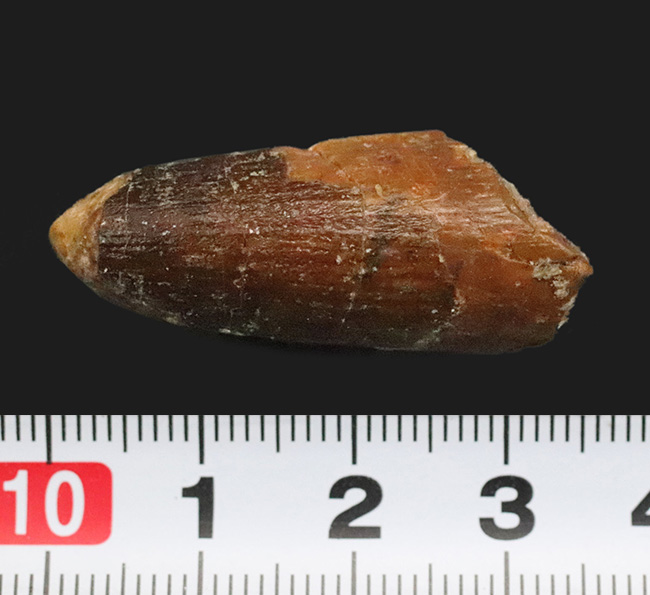 遥か太古のアフリカの湿地帯への窓口……スピノサウルス（Spinosaurus）歯化石（その6）